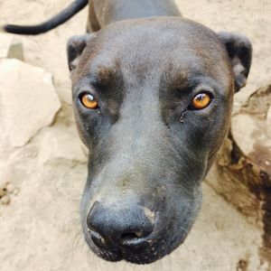 Meet your Posher, Neill